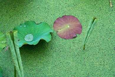 青春校园奇幻AVG视觉小说《神明高中生》，现已在steam平台公开商店页面！